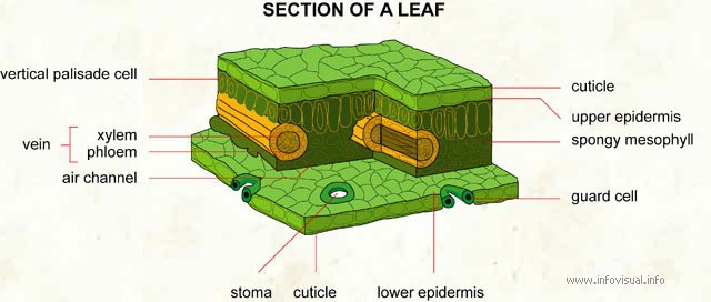 Section of a leaf  (Visual Dictionary)